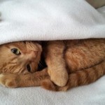 gatto-sveglia