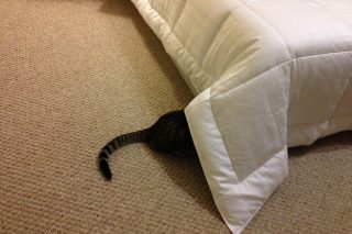 gatto-si-nasconde
