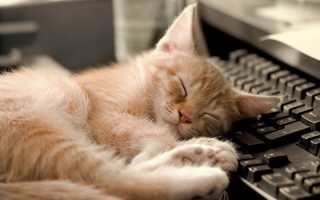 dell-e-i-laptop-dal-pungente-odore-felino-gatto_urina_odore_puzza_Dell_laptop_PC-800x500_c