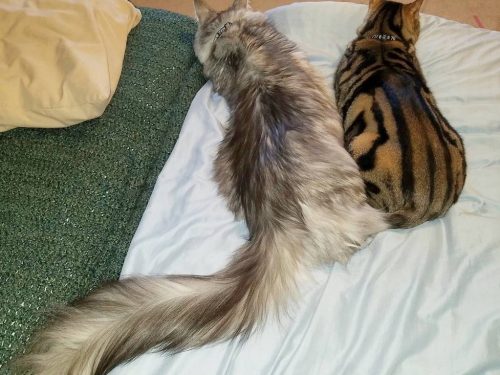 Il gatto del Michigan mostra la coda più lunga del mondo